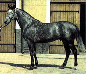 KISBER FELBER